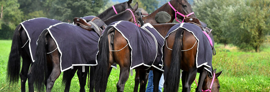 Protéger votre cheval contre les intempéries ou le soleil