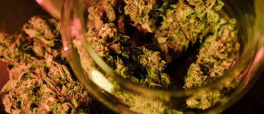 CBD solide
