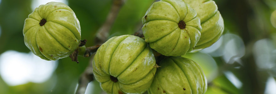 Garcinia Cambogia