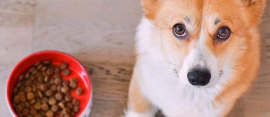 chien