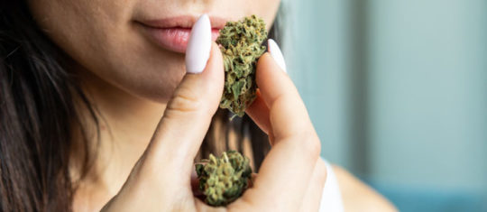 Des fleurs de CBD