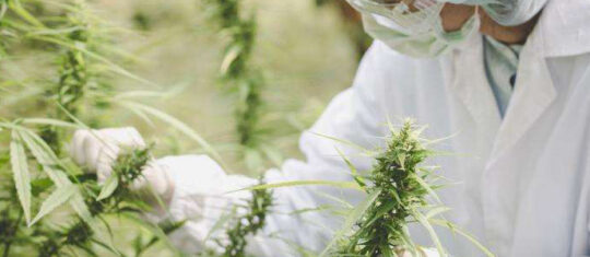 fleurs de CBD