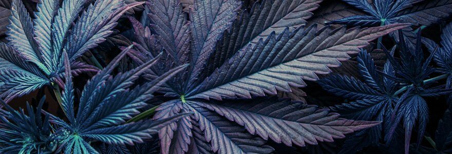 CBD