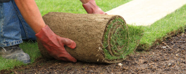 gazon naturel en rouleau